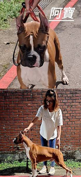 拳師犬 BOXER 犬名：阿寶