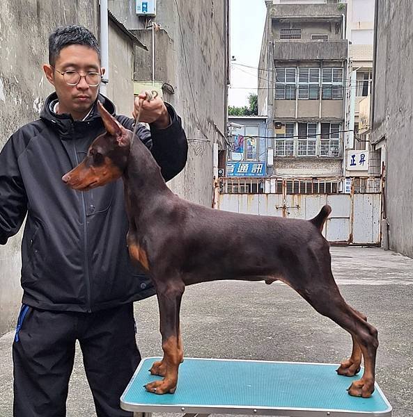 杜賓犬Zeus