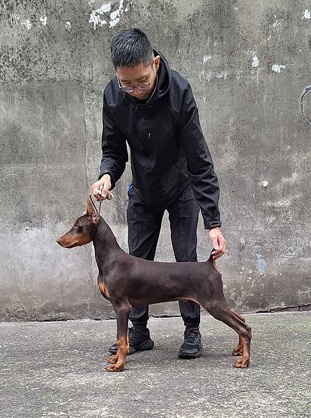 杜賓犬Zeus