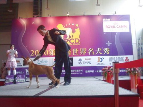 ★╮2010第一屆TPCD名犬秀╭★ 