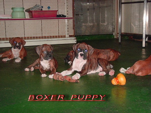 拳師幼犬
