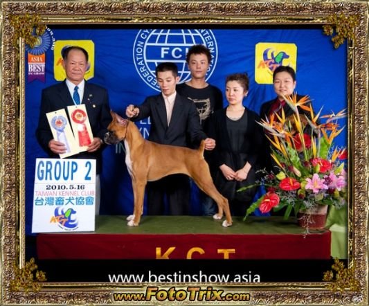 拳師犬JOANNA