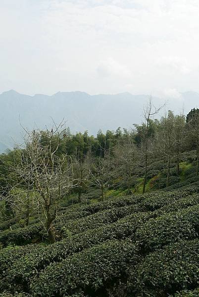 P1100147.jpg