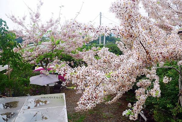 P1470590.jpg