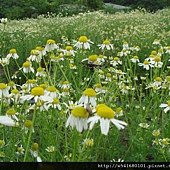 德國洋甘菊花叢-4.jpg