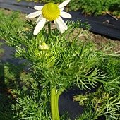 德國洋甘菊-2.jpg