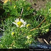 德國洋甘菊-6.jpg