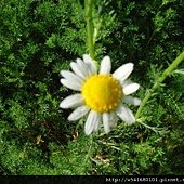羅馬洋甘菊開花-1.jpg
