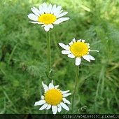 羅馬洋甘菊開始開花了-1.JPG