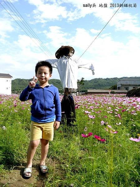 銅鑼杭菊.JPG