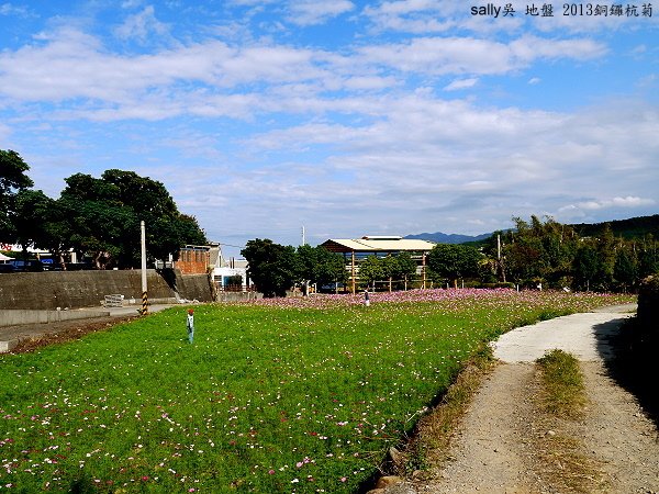 銅鑼杭菊 (1).JPG