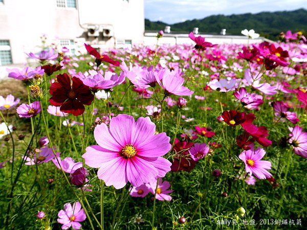 銅鑼杭菊 (3).JPG