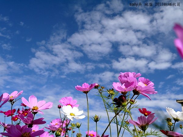 銅鑼杭菊 (7).JPG