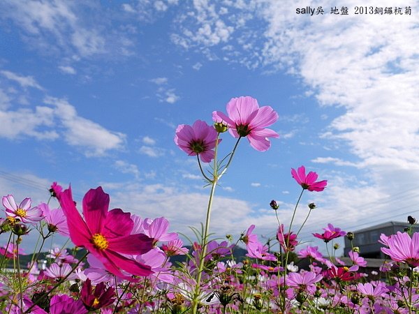 銅鑼杭菊 (8).JPG