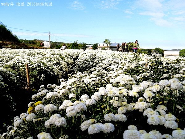 銅鑼杭菊 (20).JPG