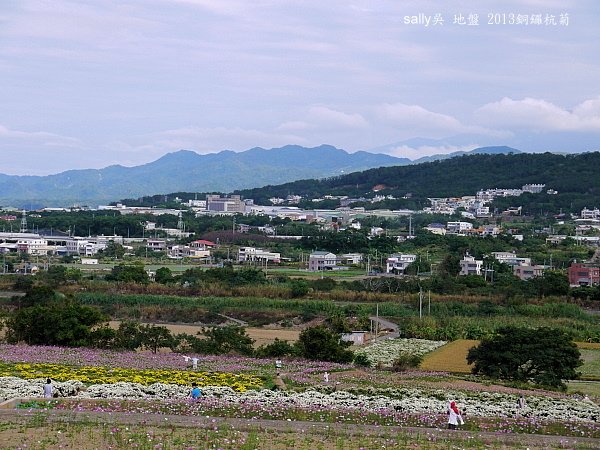 銅鑼杭菊 (31).JPG