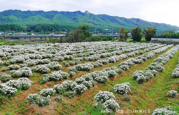 銅鑼杭菊 (32).JPG