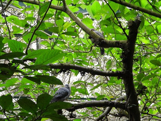 鳳凰谷鳥園 (9).JPG