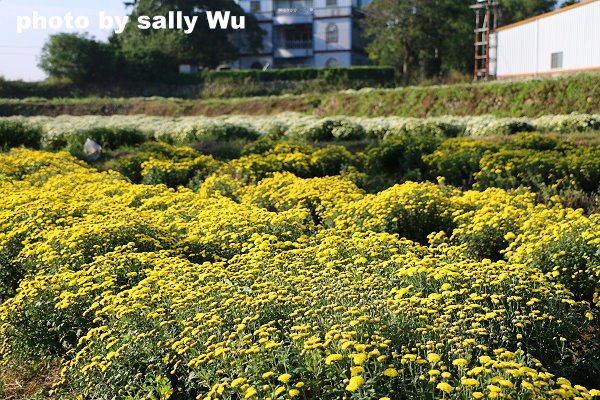 銅鑼杭菊 (9).JPG