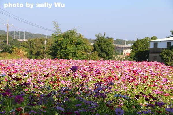 銅鑼杭菊 (44).JPG