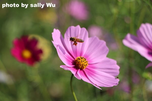 銅鑼杭菊 (53).JPG