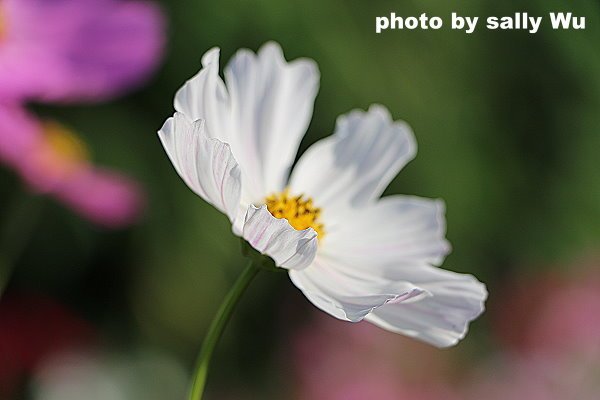 銅鑼杭菊 (61).JPG