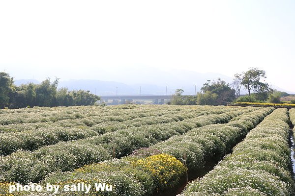 銅鑼杭菊 (85).JPG