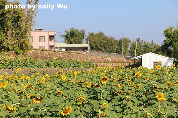 銅鑼杭菊 (89).JPG