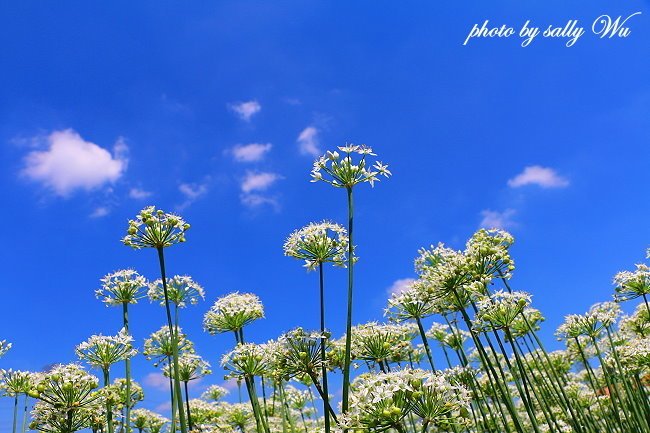 大溪大鶯路韭菜花 (16).JPG