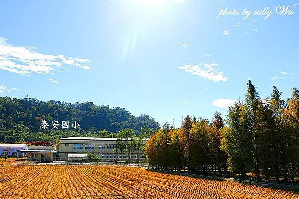 2015后里泰安國小落羽松 (61).JPG