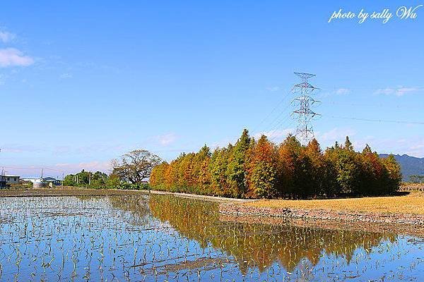 2015后里泰安國小落羽松 (64).JPG