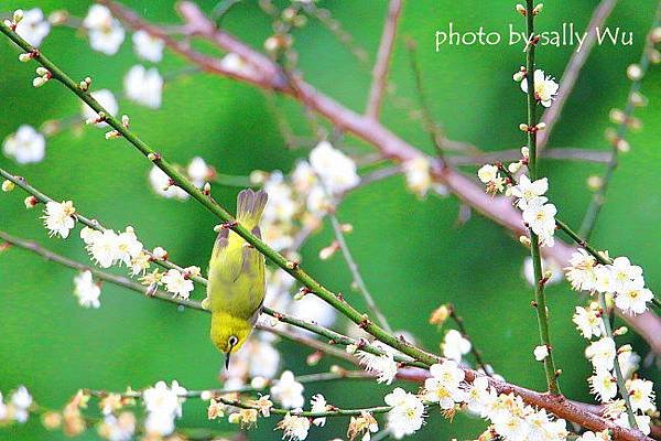 新社梅花森林梅花隧道 (14).JPG