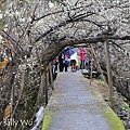 新社梅花森林梅花隧道 (24).JPG