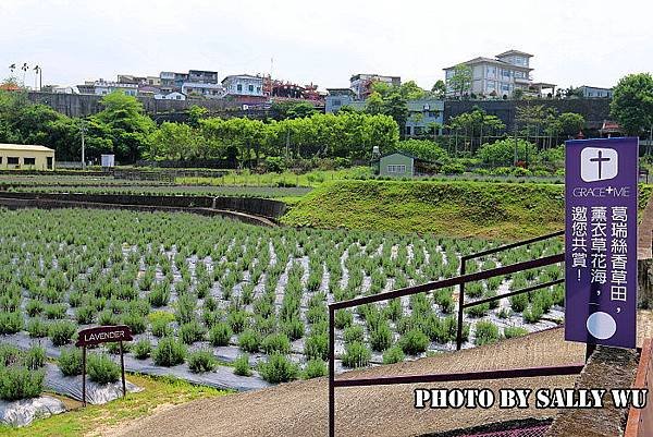 葛瑞絲香草田 (10).JPG