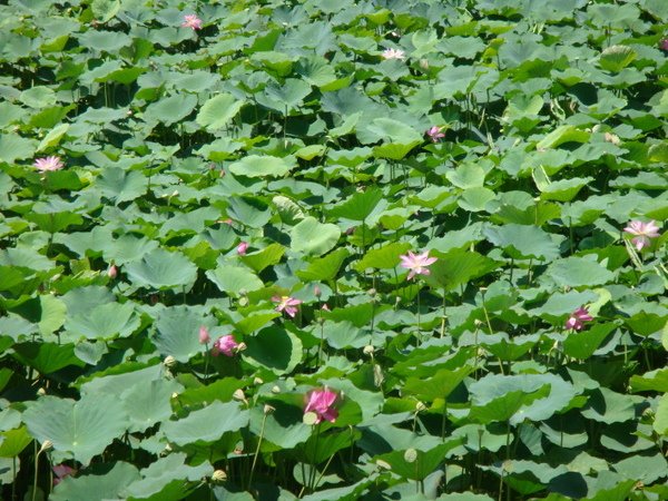 白河→水蓮公園