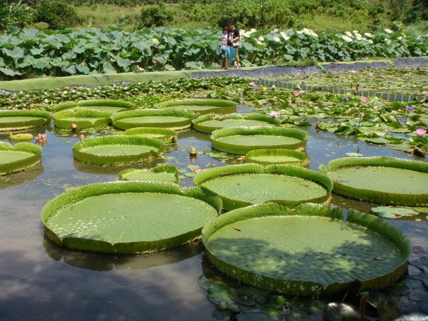 白河．水蓮公園→大王蓮