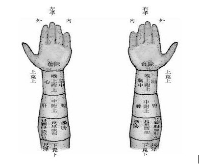 【診脈部位】