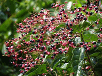 08