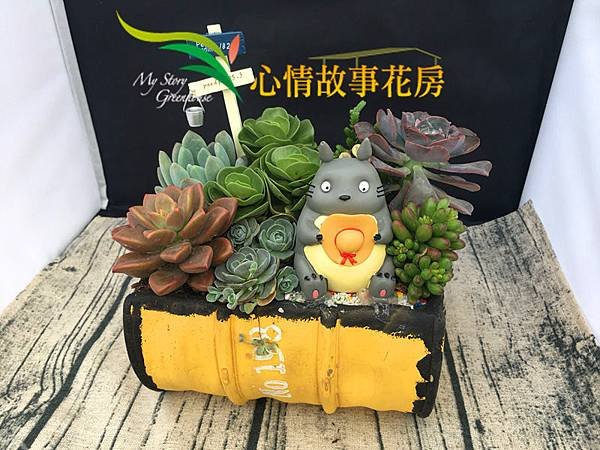 龍貓多肉植物2.jpg