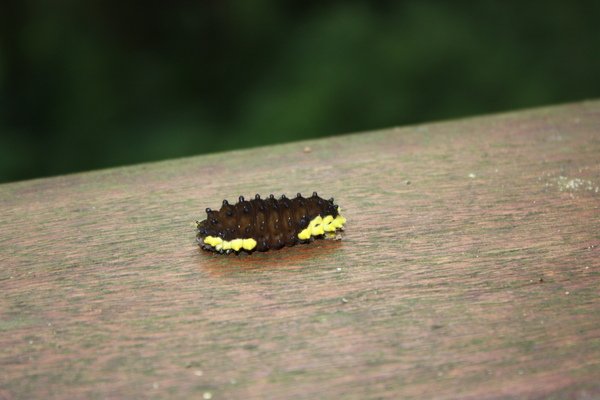 IMG_9824.JPG