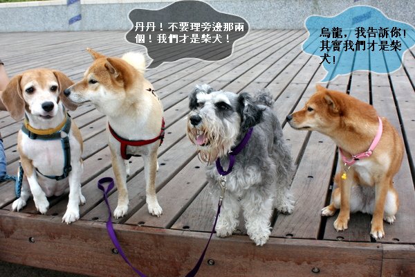 相片小畫家上傳