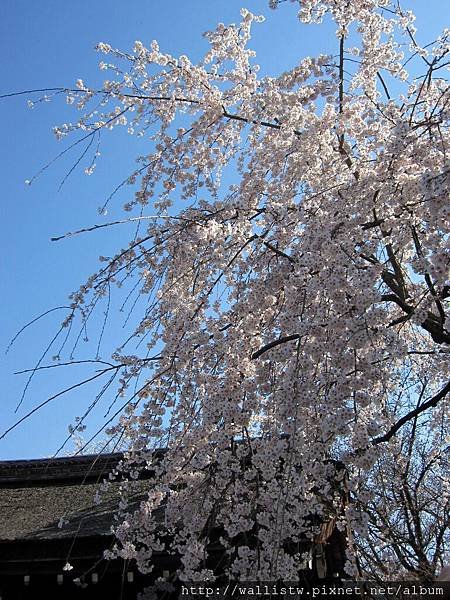 平野神社19.JPG