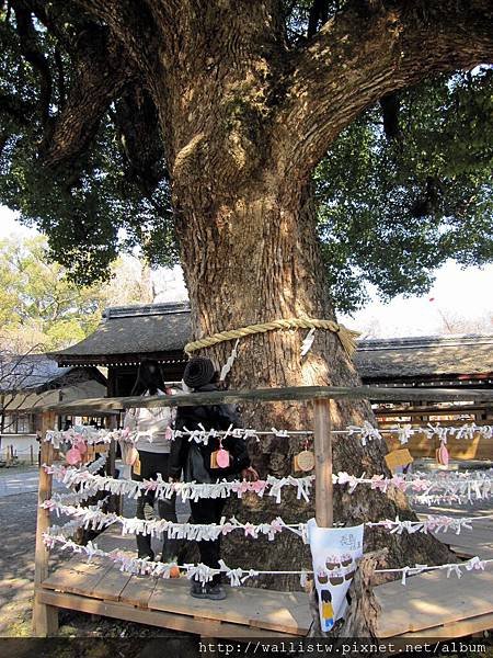 平野神社31.JPG