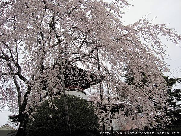 吉野山-下千本-東南院29.JPG