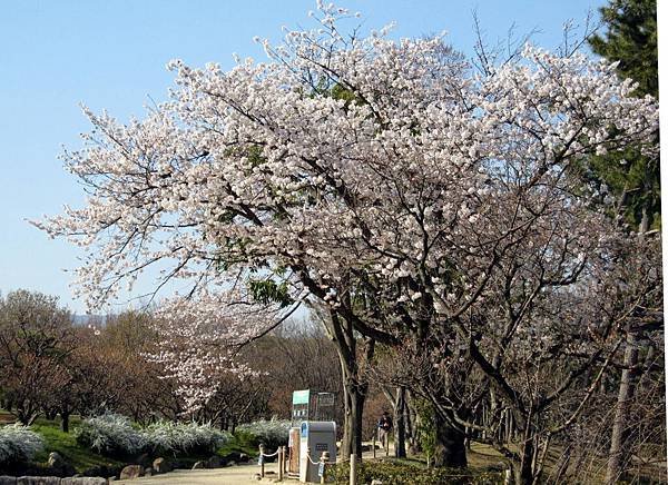 萬博紀念公園56.JPG