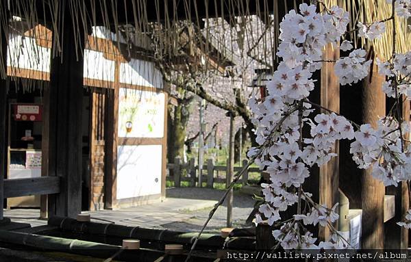 平野神社53.JPG