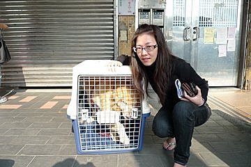 代辨寵物出國檢疫_黃金獵犬出國去_寵物出國_寮國篇
