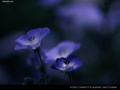 黃昏下的花