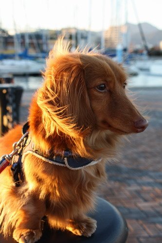 IMG_0223s.jpg