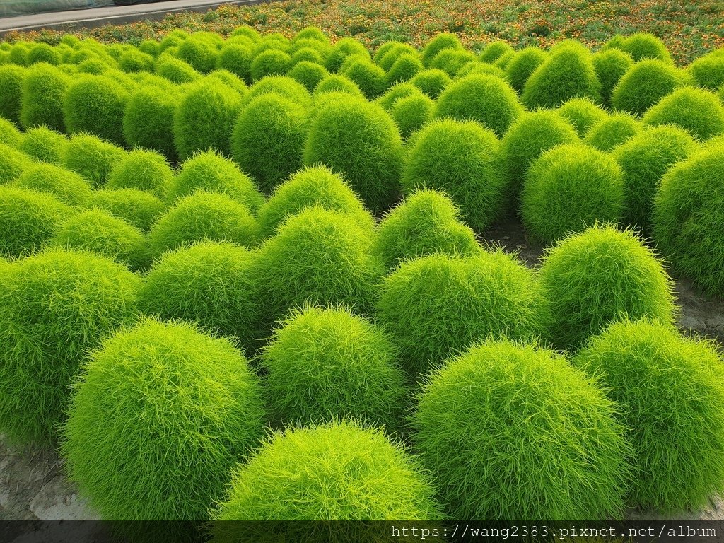 20220710 波波草 (13).jpg